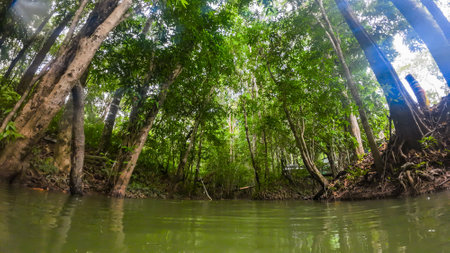 water surface stream and forestの写真素材