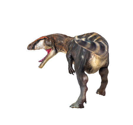 dinosaur , Carcharadontosaurus  isolated backgroundの写真素材