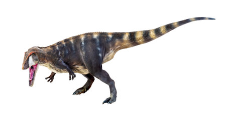 dinosaur , Carcharadontosaurus  isolated backgroundの写真素材
