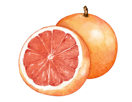 grapefruit fruit composition  watercolor illustration isolated elementの写真素材