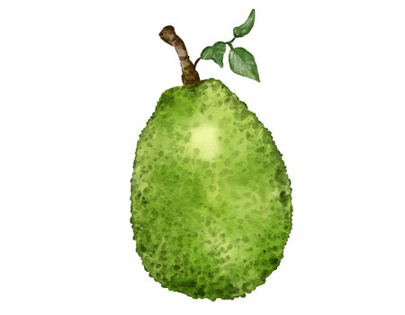 jackfruit fruit   watercolor illustration isolated element