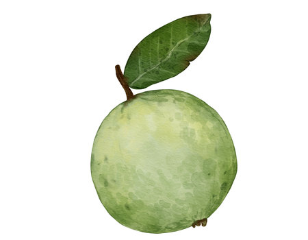 guava fruit   watercolor illustration isolated elementの写真素材