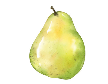 pear fruit   watercolor illustration isolated elementの写真素材