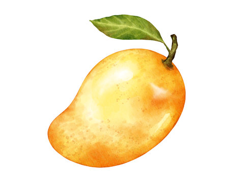 mango fruit   watercolor illustration isolated elementの写真素材