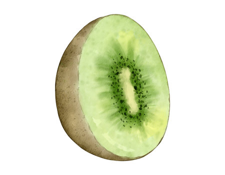 kiwi fruit   watercolor illustration isolated elementの写真素材