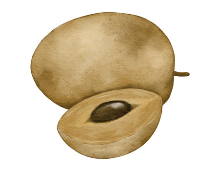 sapodilla fruit   watercolor illustration isolated elementの写真素材