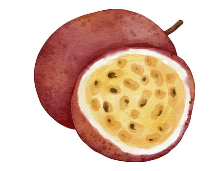 passionfruit fruit   watercolor illustration isolated elementの写真素材