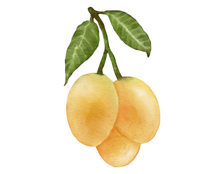 marian plum fruit   watercolor illustration isolated elementの写真素材
