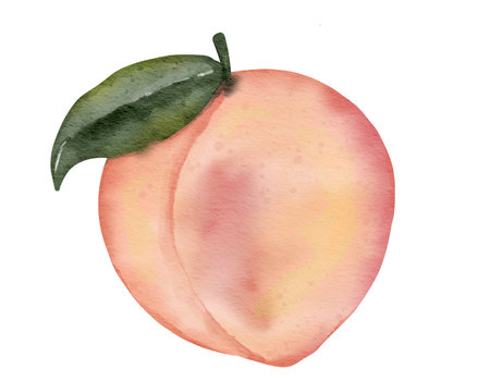 peach fruit   watercolor illustration isolated elementの写真素材