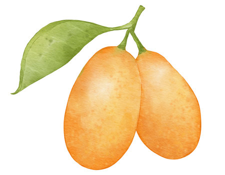 kumquat fruit   watercolor illustration isolated elementの写真素材