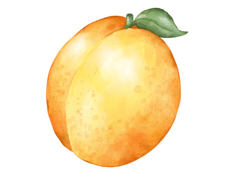 apriucot fruit composition  watercolor illustration isolated elementの写真素材