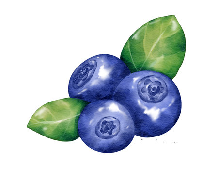 blueberry fruit composition  watercolor illustration isolated elementの写真素材