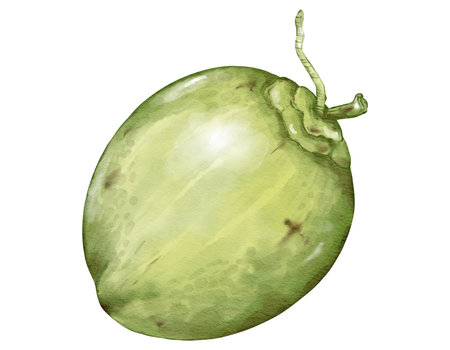 coconut fruit composition  watercolor illustration isolated elementの写真素材