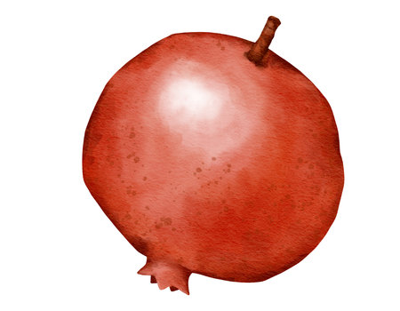 pomegrenate fruit   watercolor illustration isolated elementの写真素材