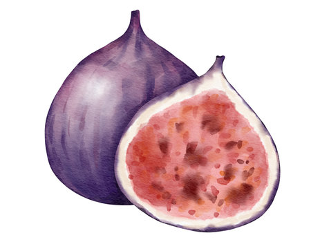 fig fruit composition  watercolor illustration isolated elementの写真素材
