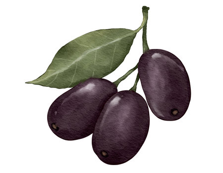 jamun fruit fruit watercolor illustration isolated elementの写真素材