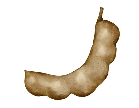 tamarind fruit   watercolor illustration isolated elementの写真素材