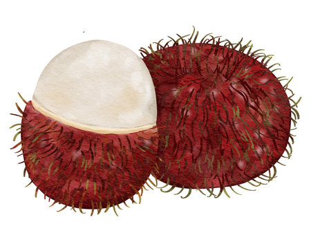 rambutan fruit   watercolor illustration isolated elementの写真素材