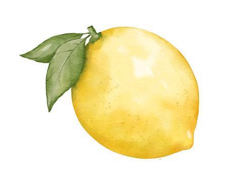 lemon fruit   watercolor illustration isolated elementの写真素材