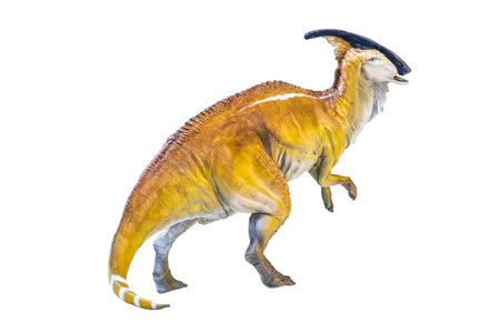 Parasaurolophus  dinosaur isolated backgroundの写真素材