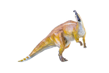 Parasaurolophus  dinosaur isolated backgroundの写真素材