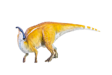 Parasaurolophus  dinosaur isolated backgroundの写真素材