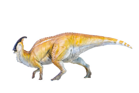 Parasaurolophus  dinosaur isolated backgroundの写真素材