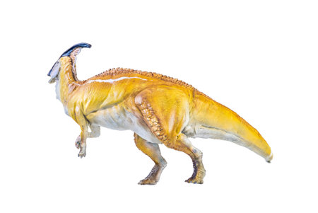 Parasaurolophus  dinosaur isolated backgroundの写真素材