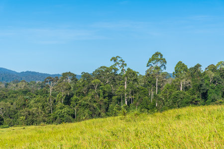 Grassland Green meadow and mountains Khao Yai National Park.の写真素材