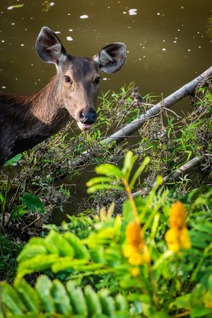 A female deer in the forestの写真素材