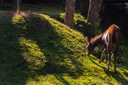 A female deer in the forestの写真素材