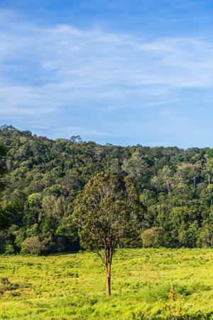 Grassland Green meadow and mountains Khao Yai National Park.の写真素材