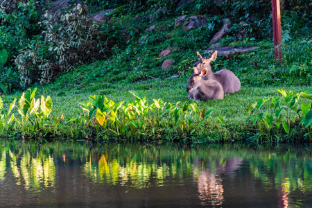 A female deer in the forestの写真素材
