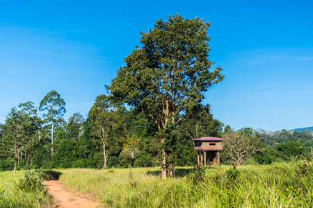 View from Nong Pak Chi observation tower, Khao Yai National Park.の写真素材