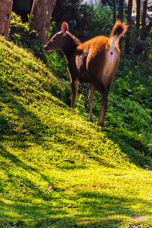 A female deer in the forestの写真素材