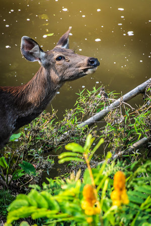 A female deer in the forestの写真素材