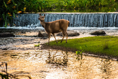 A female deer in the forestの写真素材