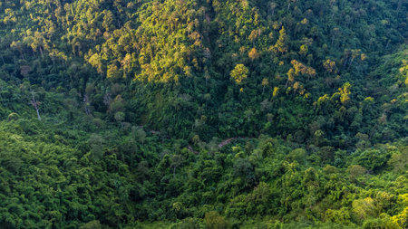 High angle view Aerial photograph of forestの写真素材