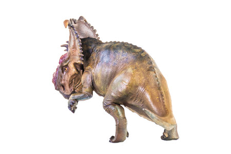 Pachyrhinosaurus dinosaur on isolated backgroundの写真素材
