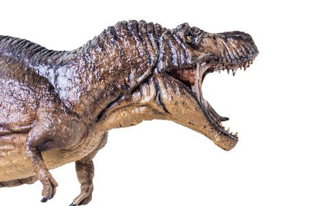 Trex Tyrannosaurus dinosaur on isolated backgroundの写真素材