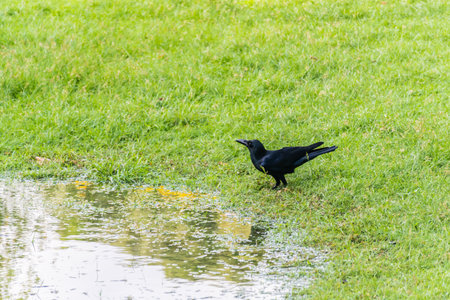 Crow on the green grassの写真素材
