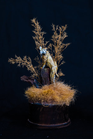Bobcat Lynxin the darkの写真素材