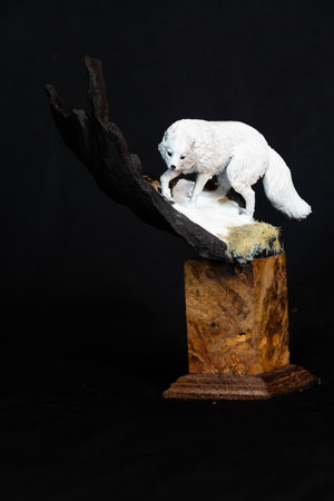 Arctic Fox in the darkの写真素材