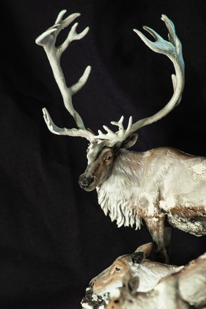 reindeer in the darkの写真素材