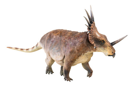 Styracosaurus dinosaur on isolated backgroundの写真素材