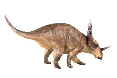 Styracosaurus dinosaur on isolated backgroundの写真素材