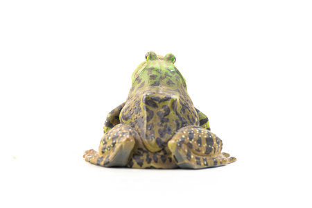 frog on isolated background .の写真素材