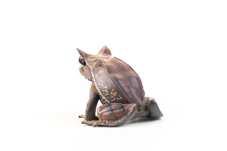 frog on isolated background .の写真素材