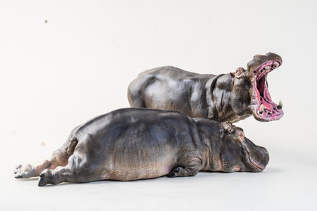 hippopotamus on isolated background  .の写真素材