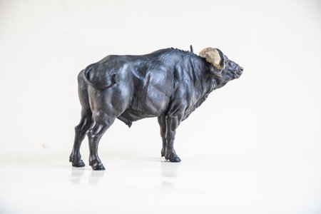 African wild buffalo on isolated background.の写真素材